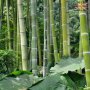 100 бр. Бамбукови Семена гигантски бамбук Moso Bambo градински декоративни растения декорация за гра, снимка 7