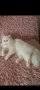 Продавам персийско котенце, снимка 1 - Персийска - 33483354