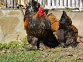 Продавам разплодни яйца от Златно кантирана Брама/Gold Laced Brahma, снимка 5