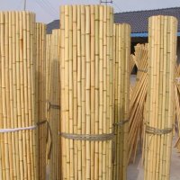 100 Семена от бамбук Moso-Bamboo красиво растение за декорация на вашата градина бамбук мосо бамбо б, снимка 18 - Сортови семена и луковици - 37774709