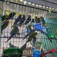 Разнообразие на папагали, снимка 1 - Папагали - 43127939