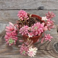 Sedum rubrotinctum Aurora или Pink Jelly Beans, снимка 2 - Стайни растения - 39861822