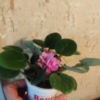 Теменужки розов цвят , снимка 5 - Стайни растения - 43236680