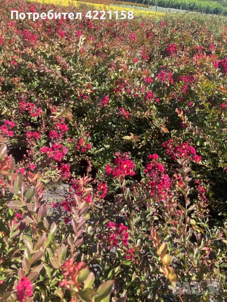 Индийски люляк , снимка 1