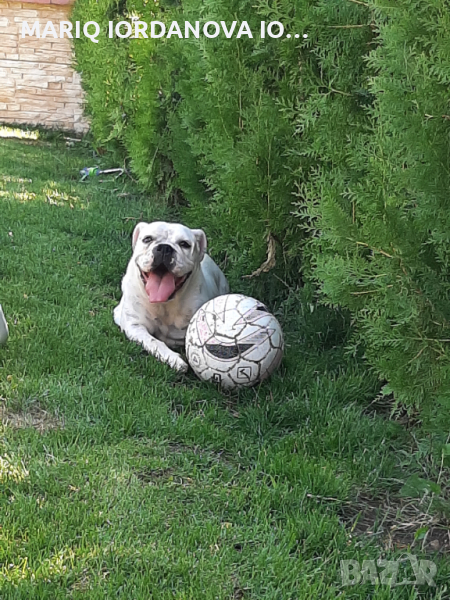 АНГЛИЙСКИ БУЛДОГ, снимка 1