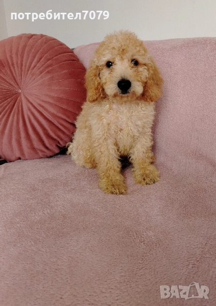 Мини пудел , снимка 1