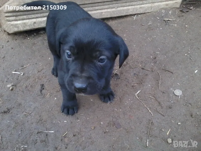 продавам кане корсо, снимка 1