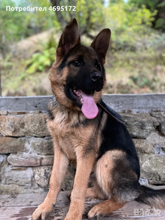 Мъжка немска овчарка, снимка 1