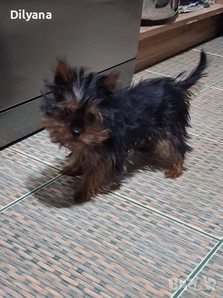 мини йоркширски териер , снимка 1