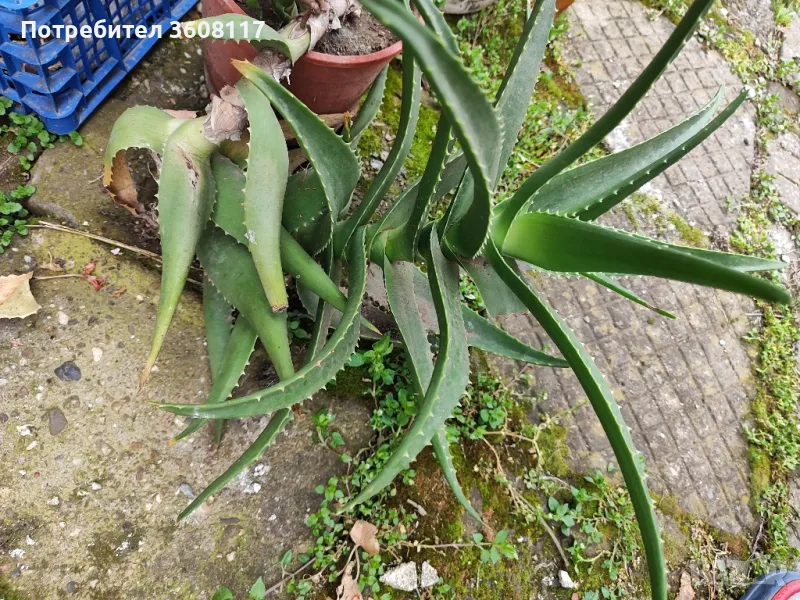 алое , снимка 1