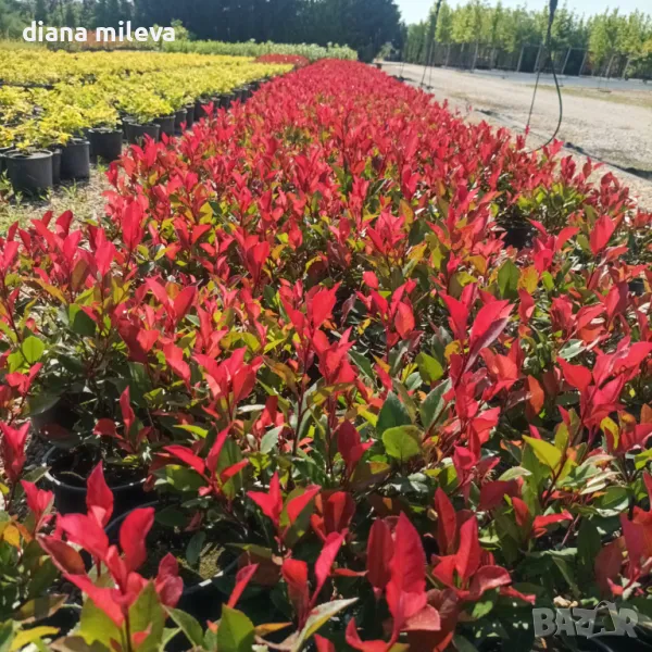 Фотиния Литъл Ред Робин, Photinia fr. Little Red Robin, снимка 1