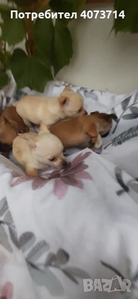 Чихуахуа, снимка 1