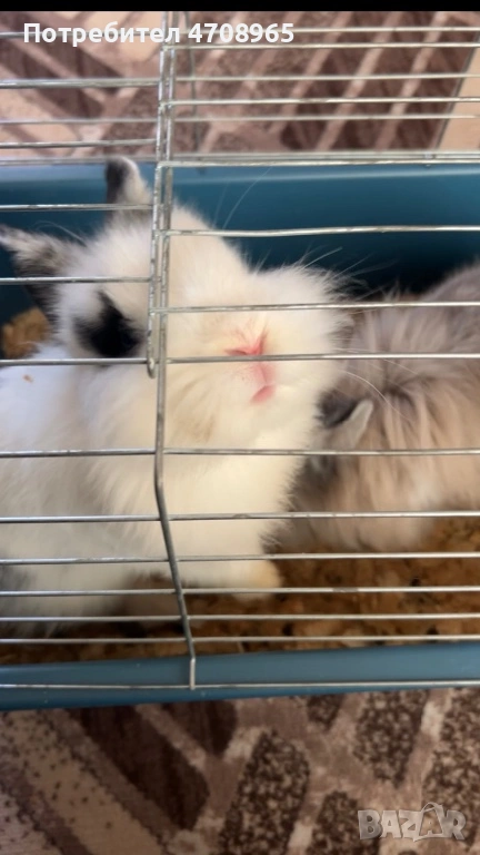 Декоративни зайчета лъвска глава, снимка 1