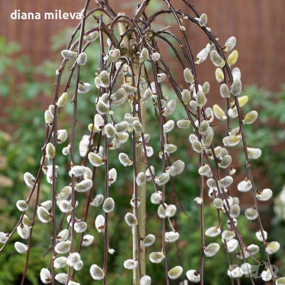 Японска плачеща върба на присадка 120 см,  Salix caprea Кilmarnock , снимка 1