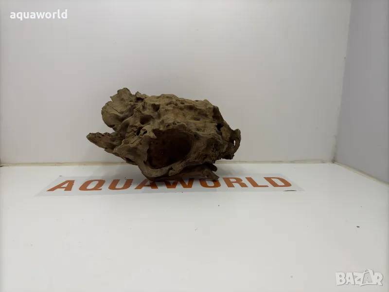 Африкански корен 13, снимка 1