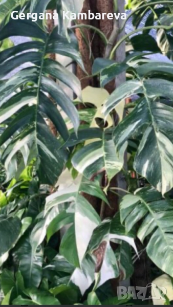 Epipremnum pinnatum Albo Variegata , снимка 1