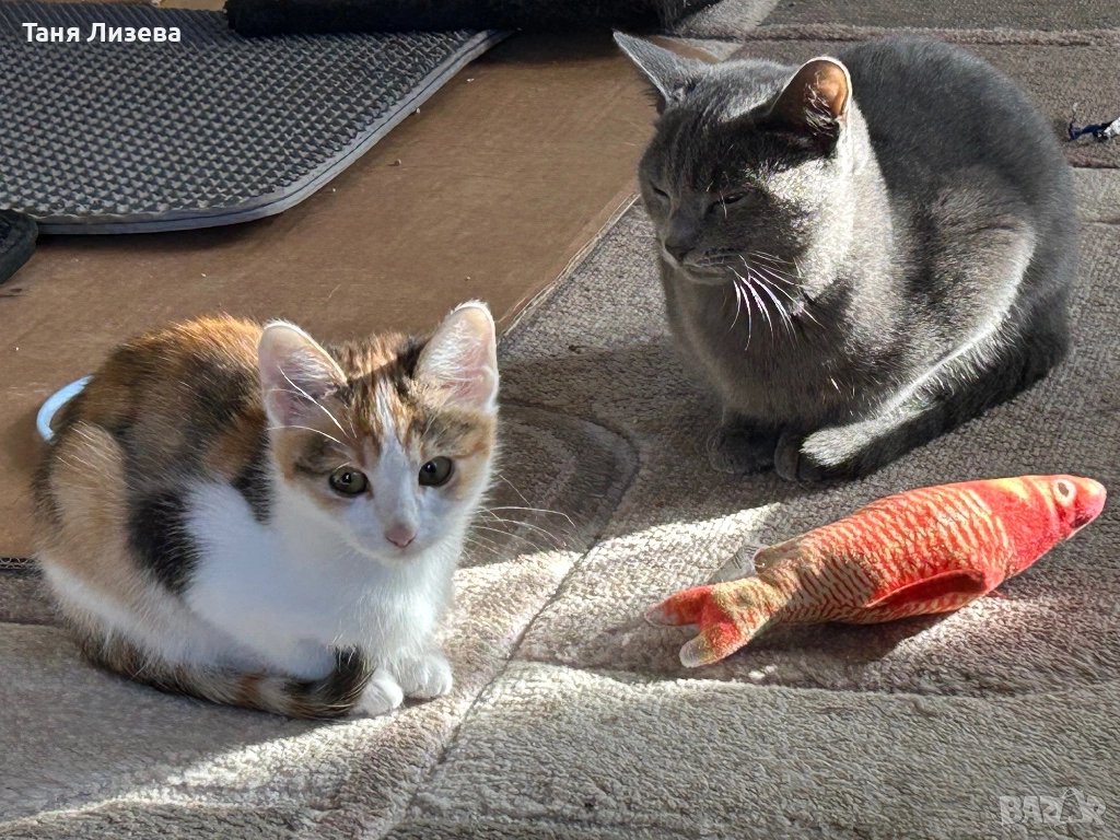 Подарявам котенца, снимка 1