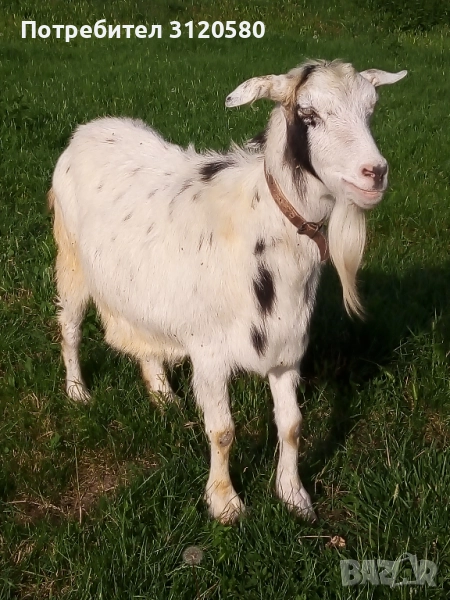 Продавам женска коза, снимка 1