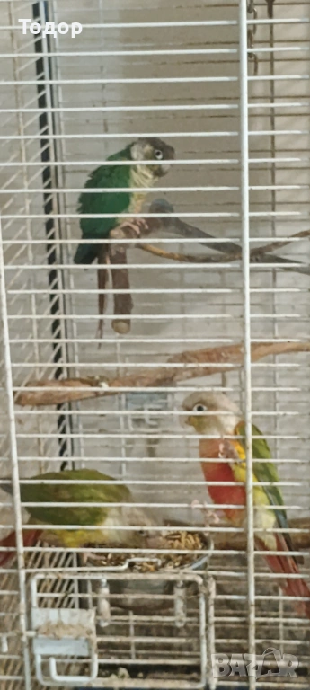 Пирури, снимка 1