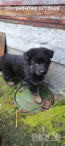 Момче и момиче, снимка 5 - Други животни - 52742279