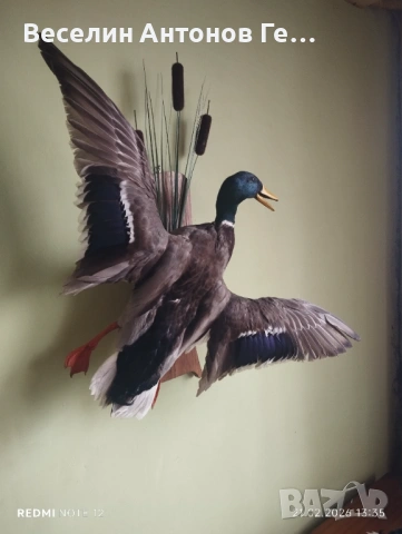 Продавам препарирана патица, снимка 2 - Декорация за дома - 53571838