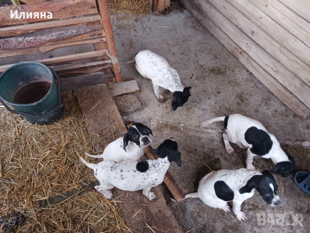 Пойнтери, снимка 14 - Пойнтер - 52724704