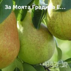 Плодни дръвчета , снимка 6 - Разсади - 49420186