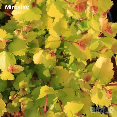 Жълта Бреза Джудже, снимка 3 - Градински цветя и растения - 50109832