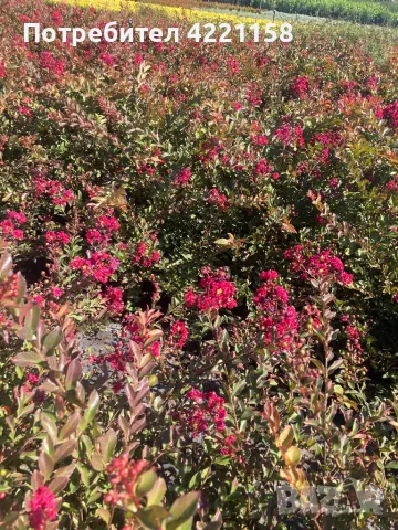 Индийски люляк , снимка 1