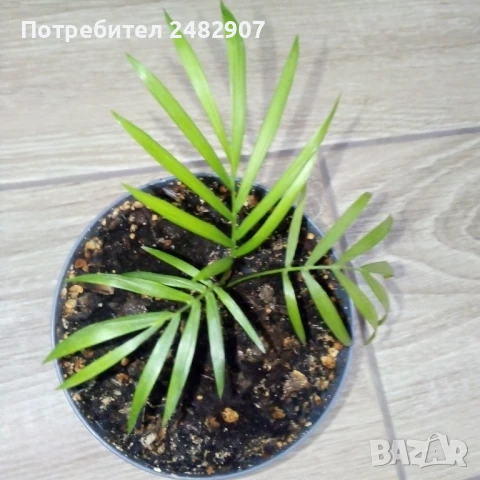 Палма "Хамедорея" 
