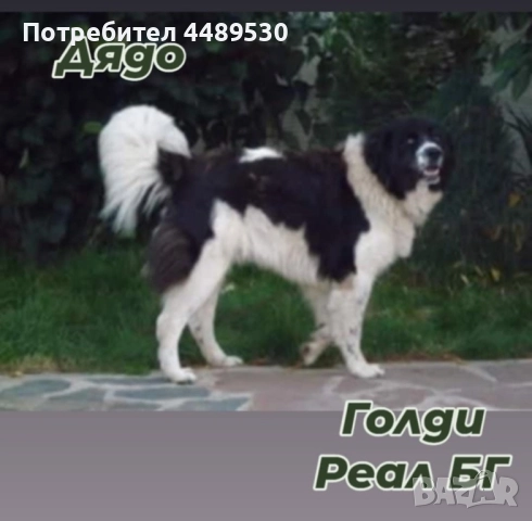 Сертифициран Развъдник продава българско овчарско куче / каракачанка, снимка 3 - Каракачанска овчарка - 50499590