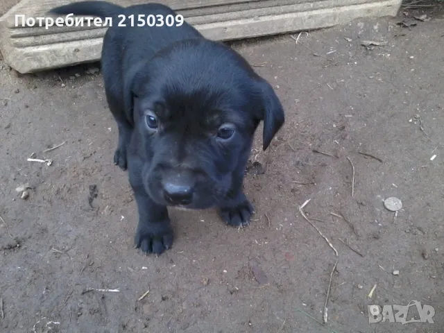 продавам кане корсо, снимка 1