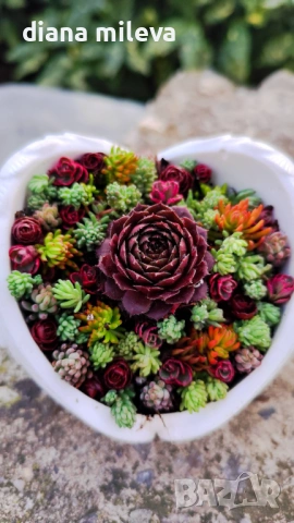 Гипсокерамични крила с формата на сърце и с живи студоустойчиви сукуленти!, снимка 6 - Декорация за дома - 52435989