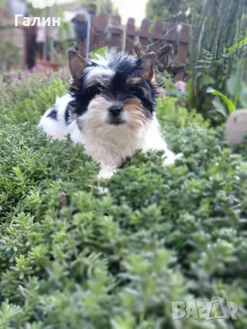 Бийвър йоркширски териер , снимка 4 - Йоркширски териер - 47456576