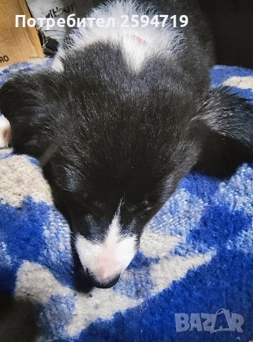 спешно подарявам кученца пинчер , снимка 1