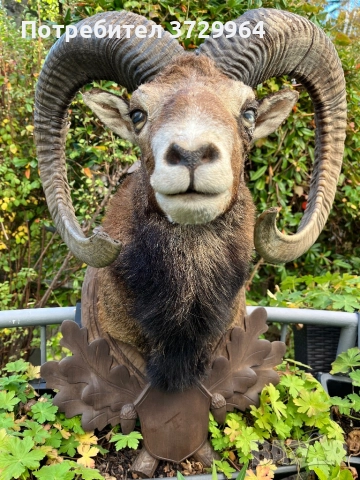 Трофеи от муфлони, снимка 2 - Други - 50464152