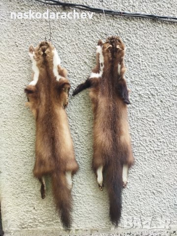 Професионално обработена от майстор кожар кожа от белка, бялка, снимка 9 - Декорация за дома - 43792723