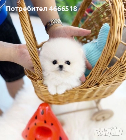 Чистокръвни кученца Померан за осиновяване