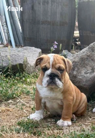 Английски Булдог