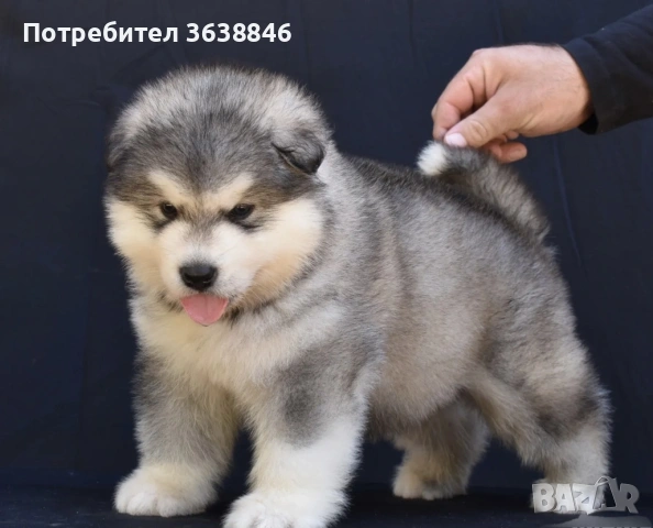 Аляски маламут, снимка 2 - Хъски - 53022106