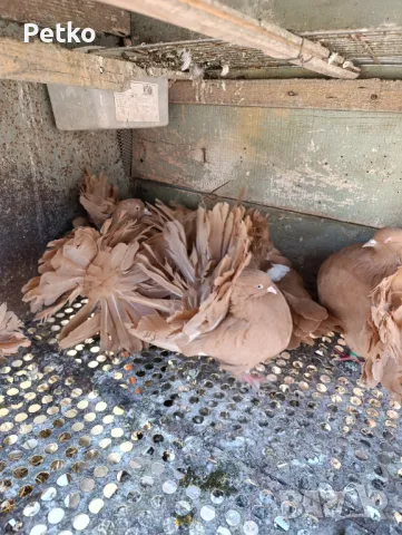 Продавам фенерлии, снимка 9 - Гълъби - 50149773