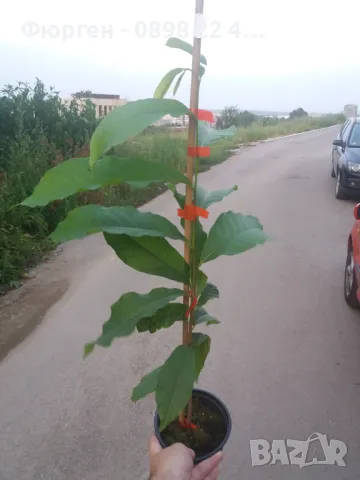   Asimina triloba, Асимина, Пау-пау, Индиански банан, снимка 11 - Разсади - 41973702