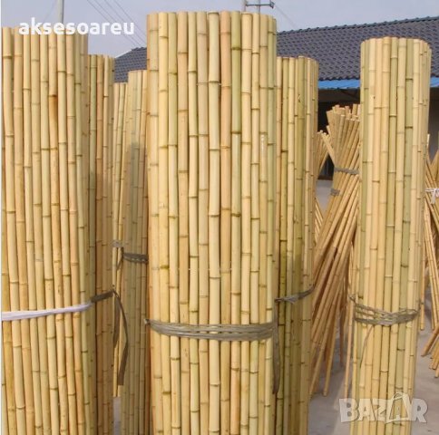 100 Семена от бамбук Moso-Bamboo красиво растение за декорация на вашата градина бамбук мосо бамбо б, снимка 18 - Сортови семена и луковици - 37774709