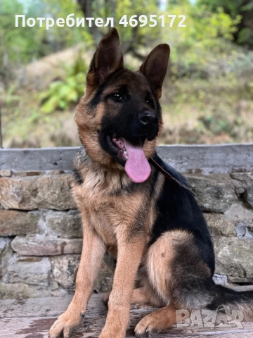 Мъжка немска овчарка