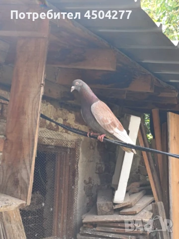 Свободни гълъби, снимка 3 - Гълъби - 50677179