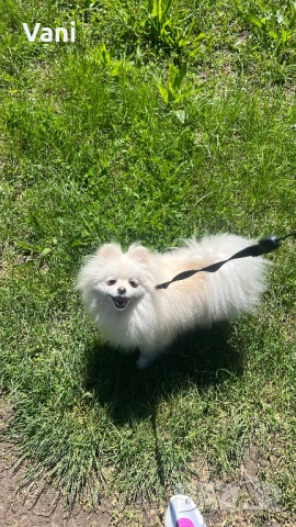 Женски померан с родословие, снимка 4 - Померан - 50587143