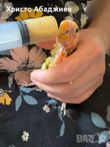 ръчни неразделки, снимка 2 - Папагали - 50866658