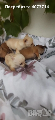 Чихуахуа, снимка 1