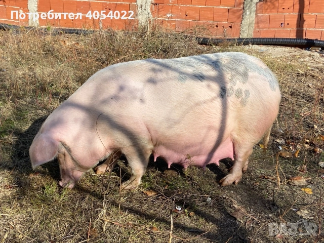 Продавам прасе с малки