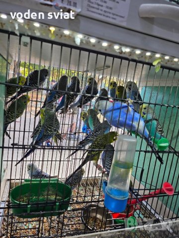 Разнообразие на папагали, снимка 1 - Папагали - 43127939